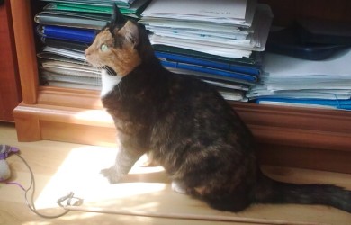 Kotek Zara w gościnie u Deutera