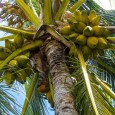 Palma kokosowa - woda z wnętrza kokosa