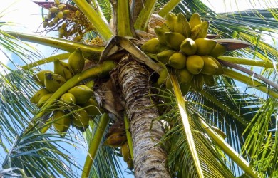 Palma kokosowa - woda z wnętrza kokosa