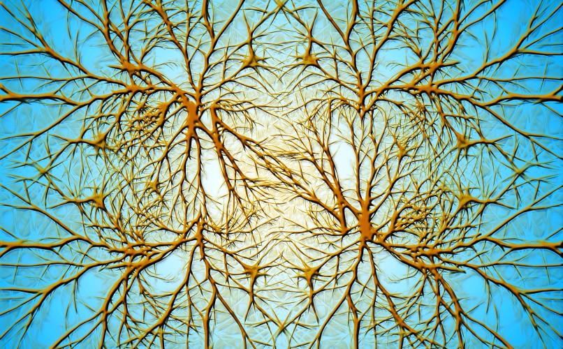 Neurony - płeć mózgu