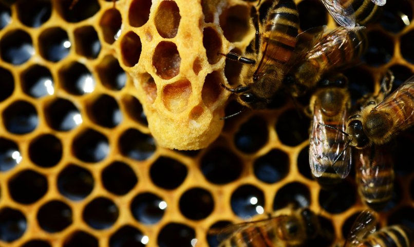 Propolis, pierzga, pyłek kwiatowy - produkty pszczele dla zdrowia