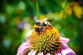 pyłek pszczeli kwiatowy - apiterapia