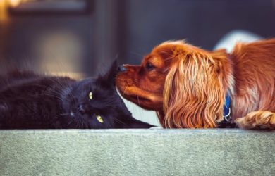 dlaczego warto mieć psa